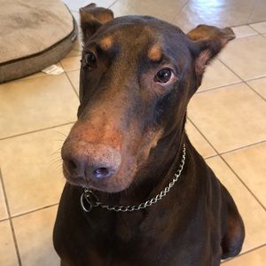 Meet your Posher, Angela